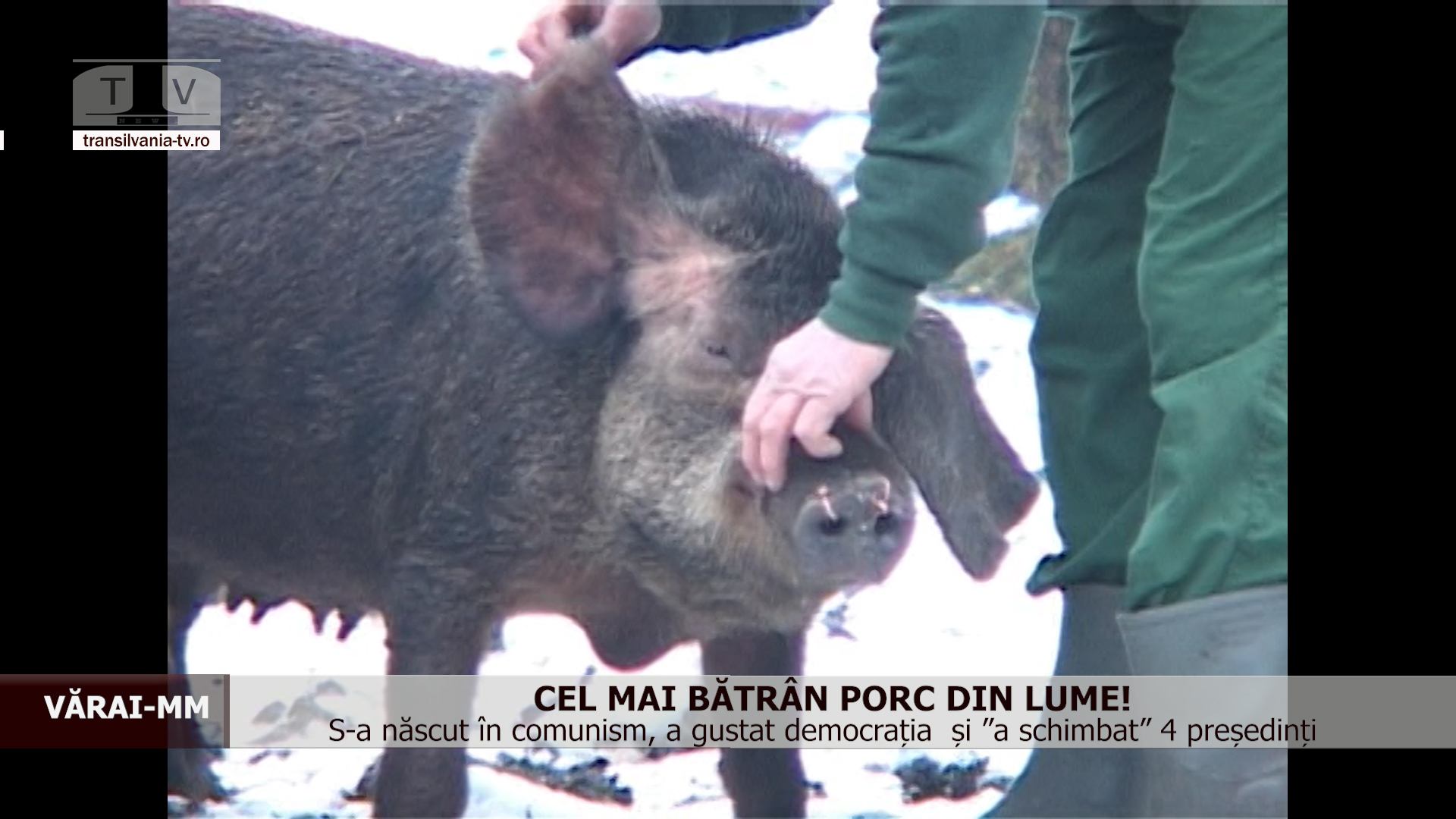 Cel mai bătrân porc din lume a trăit în Maramureș (VIDEO)