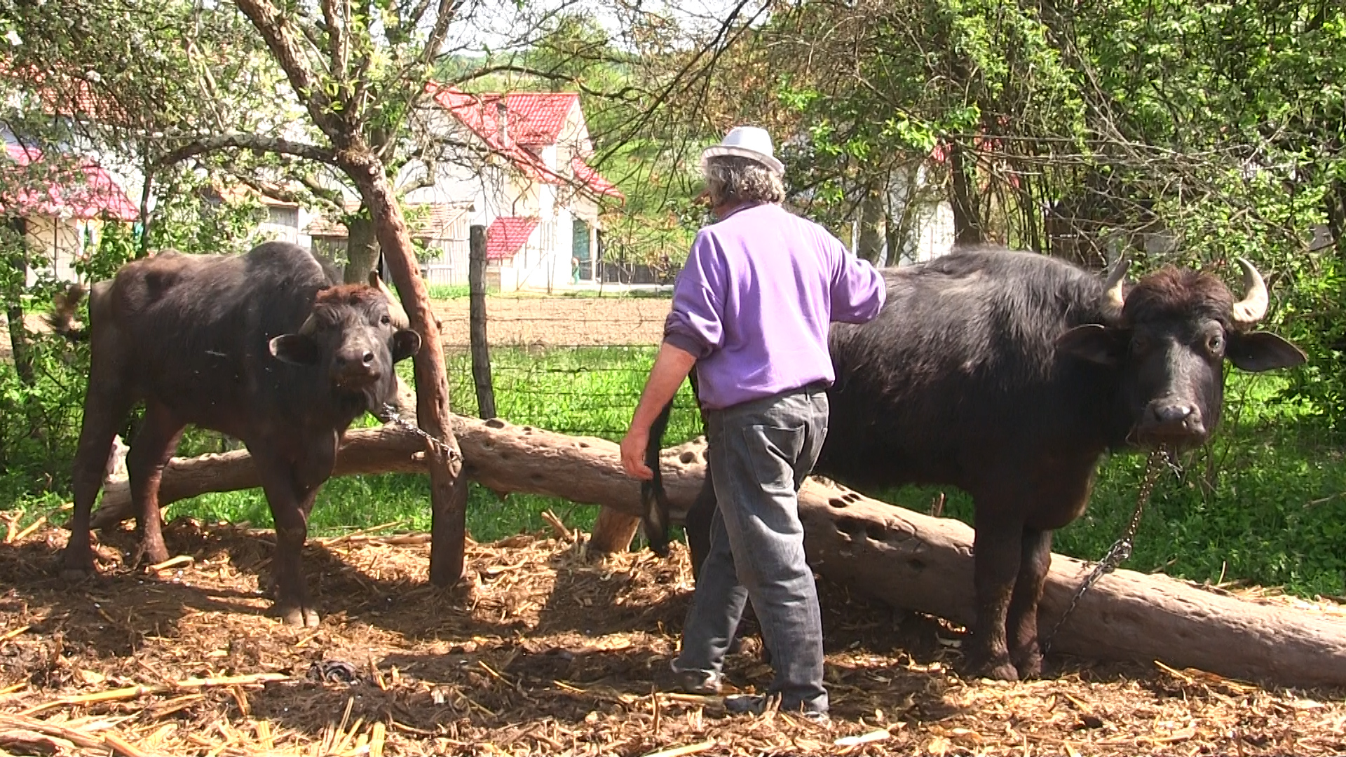 Ciurdarul satului a fost ”scos la pensie” de gardul electric (VIDEO)