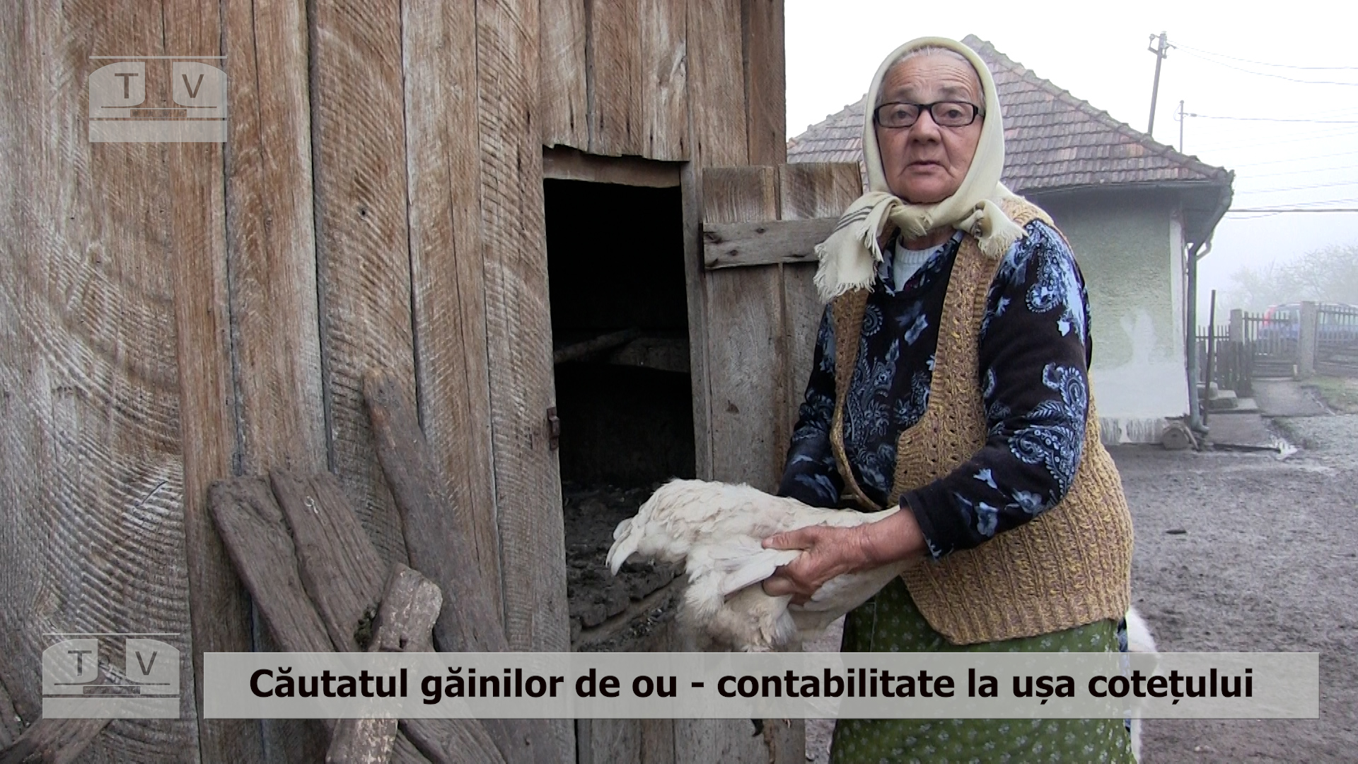 Căutatul găinilor de ou sau contabilitate la ușa cotețului (VIDEO)