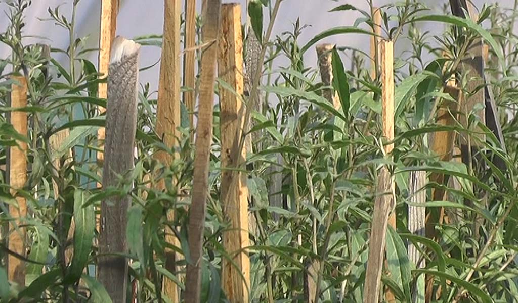 Premieră naţională – zeci de oameni s-au asociat din cauza unei plante din Himalaya (VIDEO)