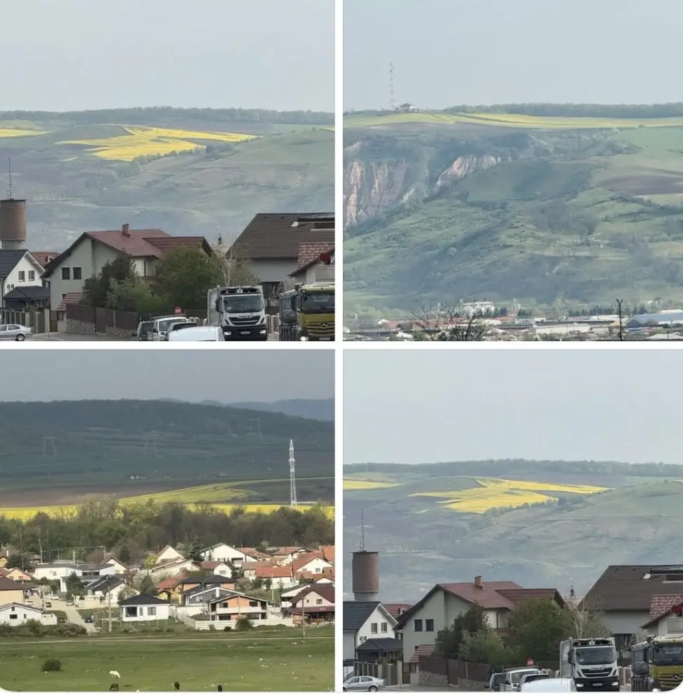 Criza de motorină a colorat în galben intens dealurile de la marginea orașului Sebeș!