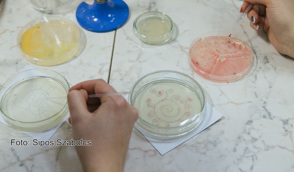 Expoziţie de picturi vii, realizate cu bacterii, în laboratoarele Universităţii Sapientia, la Miercurea Ciuc