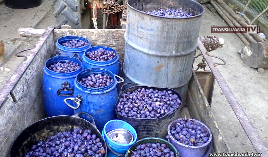 Belşug de prune la Şimişna (şi de horincă!) (VIDEO-Galerie FOTO)