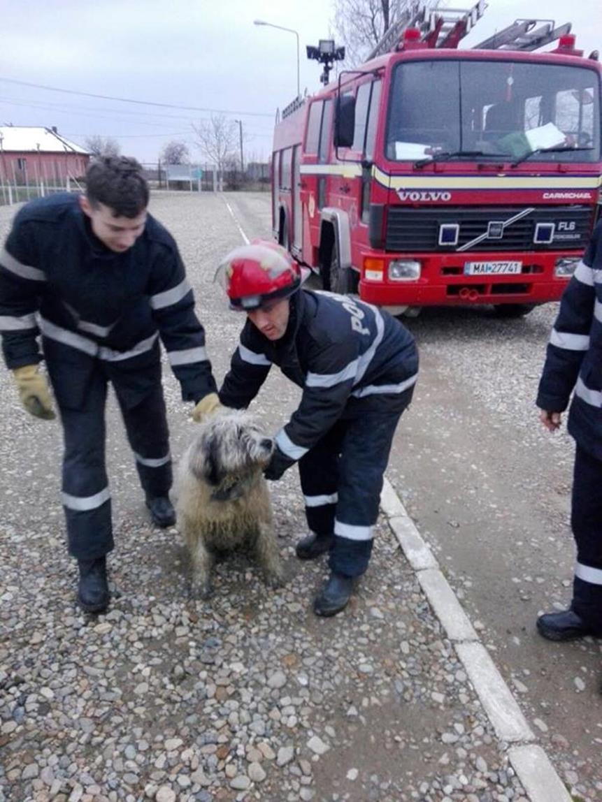 Câini salvați de pompieri din albia Crișului Repede