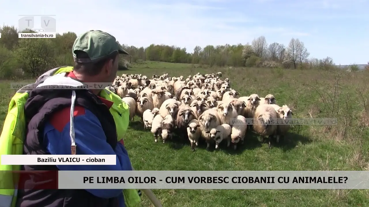 ÎN LIMBA ANIMALELOR – Cum se înțeleg ciobanii cu oile? (VIDEO)