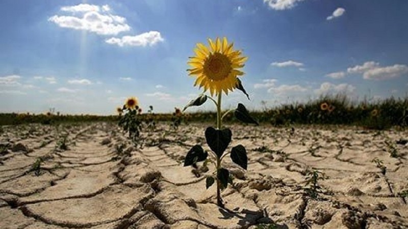 Evaluarea pagubelor agricole produse de seceta extremă în județul Satu Mare